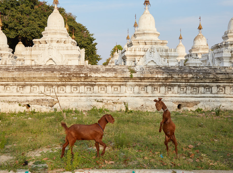 Myanmar Goats