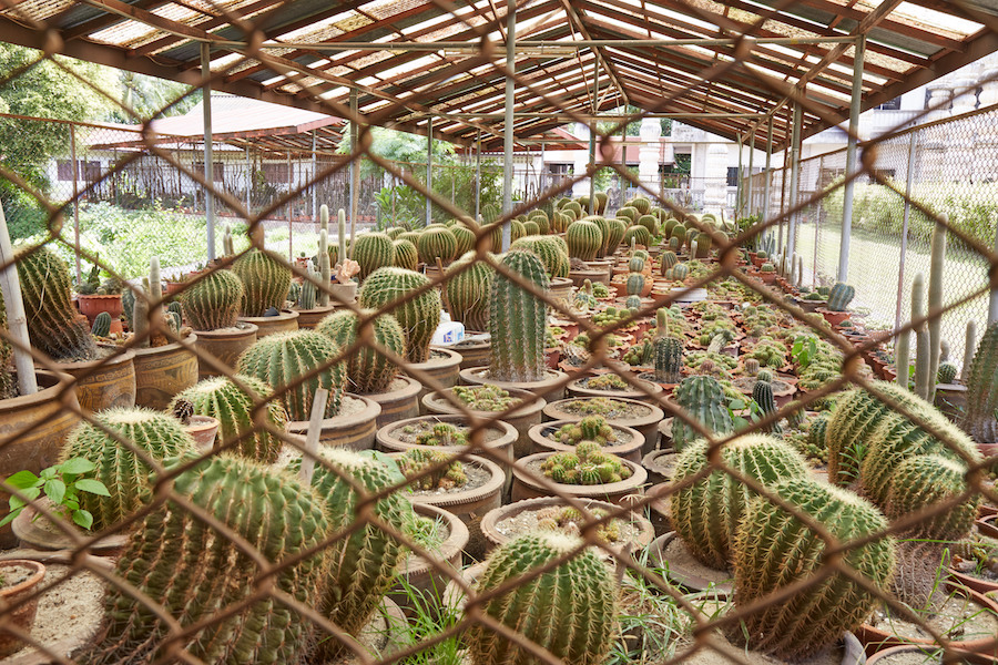 Cacti Sala Keoku