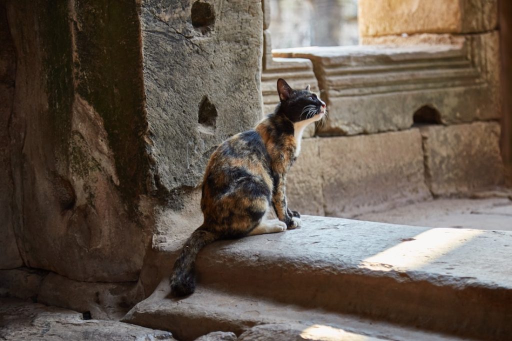 Bayon Angkor Thom Cat