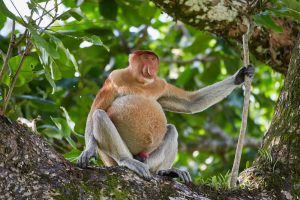 Bako Proboscis Monkeys
