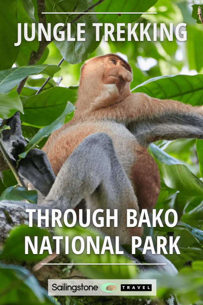 Jungle Trekking Through Bako National Park