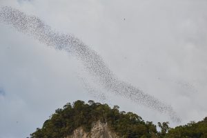 Mulu National Park Bat Exodus