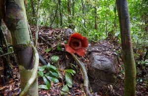 Rafflesia Gunung Gading