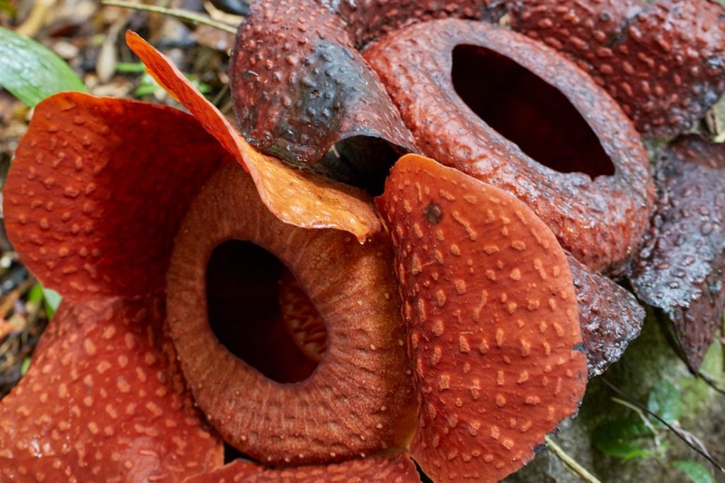 Rafflesia Gunung Gading