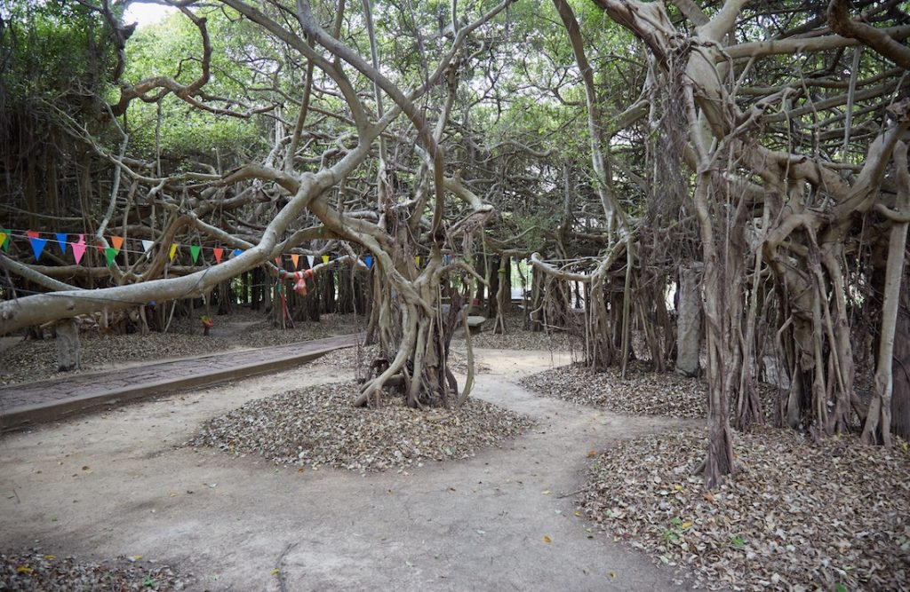 Phimai Sai Ngam Banyan Tree
