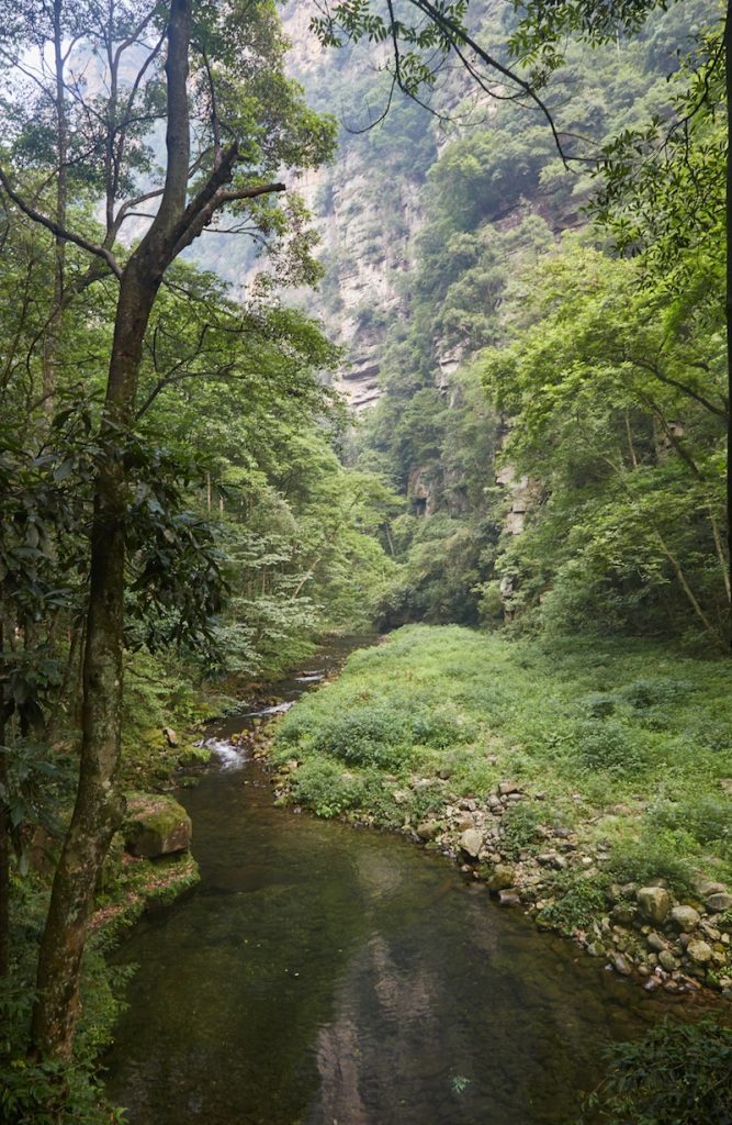 Zhangjiajie National Park Golden Whip Stream