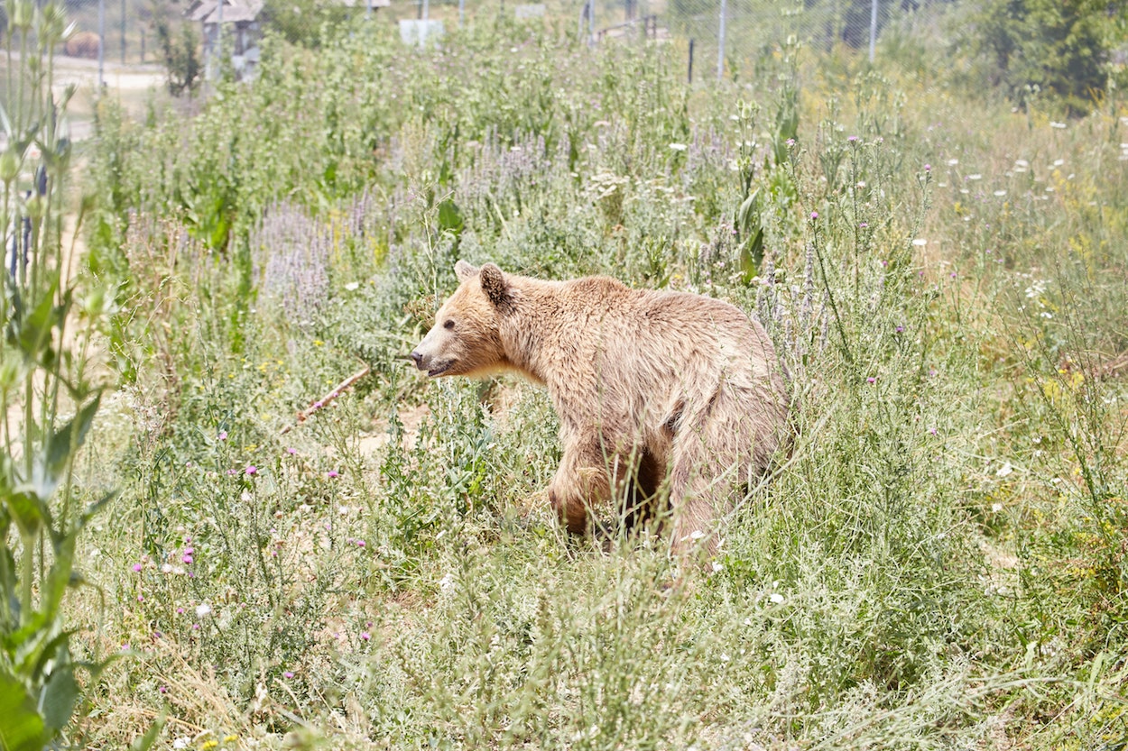 Pristina Bear Sanctuary