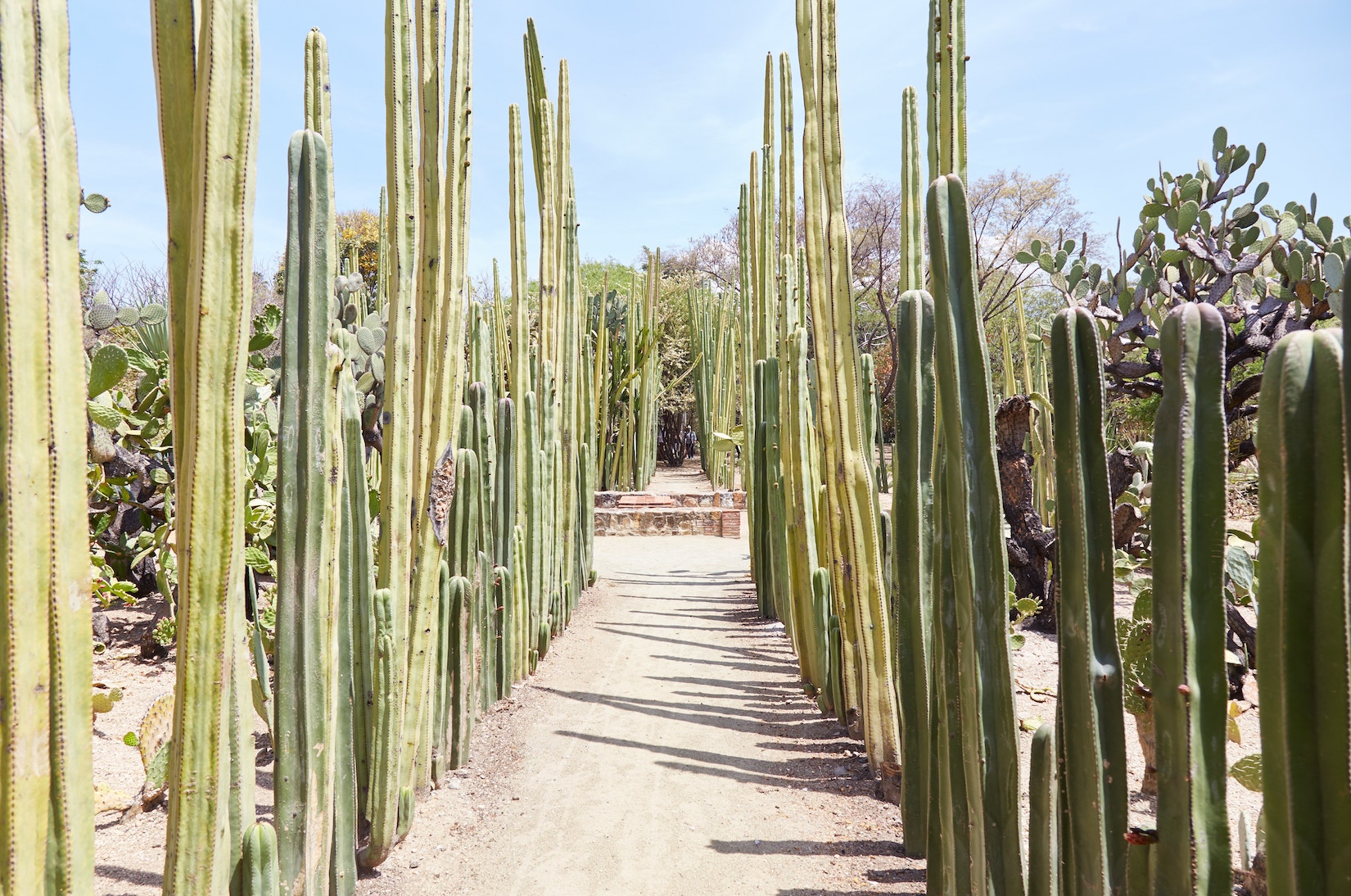 Oaxaca Guide Botanical Garden