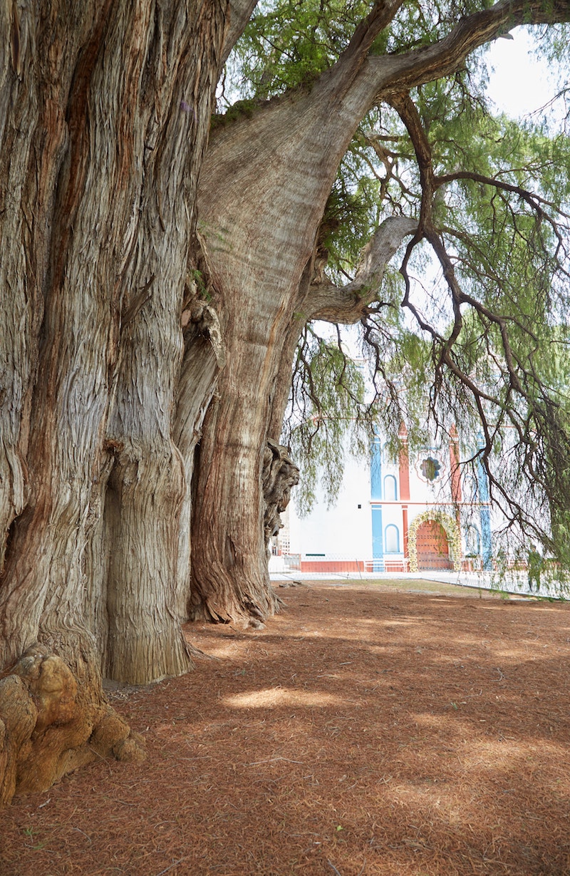Oaxaca Guide Tree of Tule
