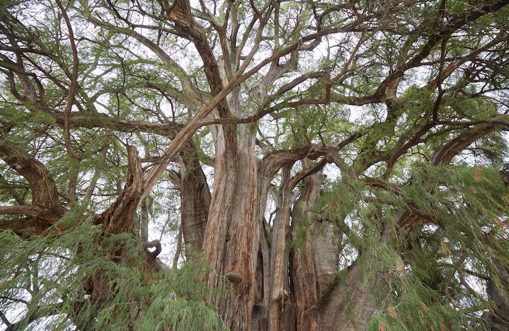 Oaxaca Guide Tree of Tule