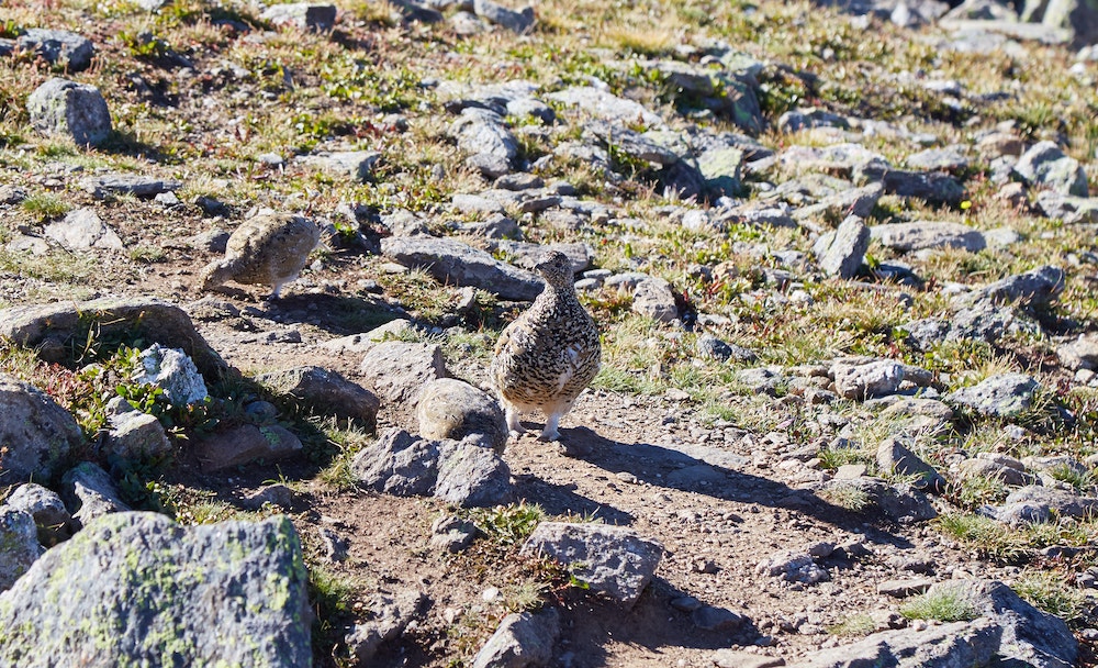 Hiking Mount Ida Rocky Mountain